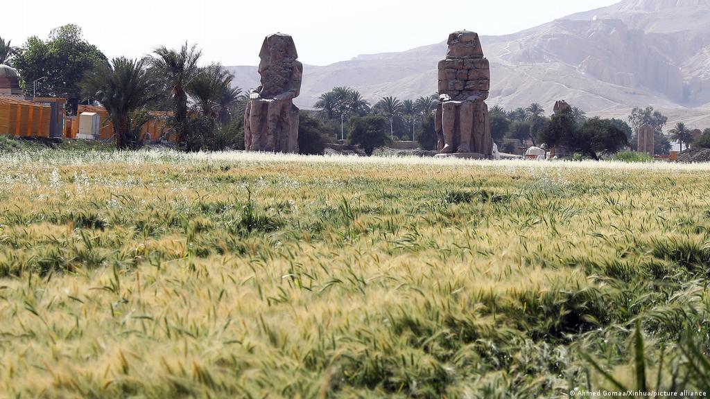 مصر تستورد القمح الروسي